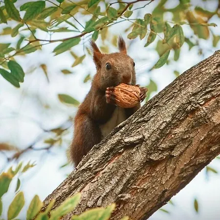 Fehaus Am Walnussbaum * Mirow