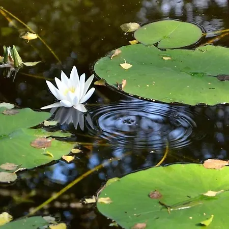 Fehaus Am Walnussbaum *