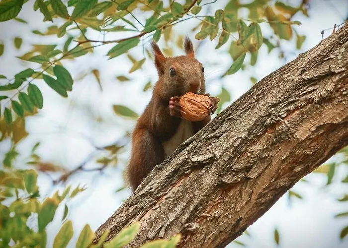 Fehaus Am Walnussbaum * Mirow