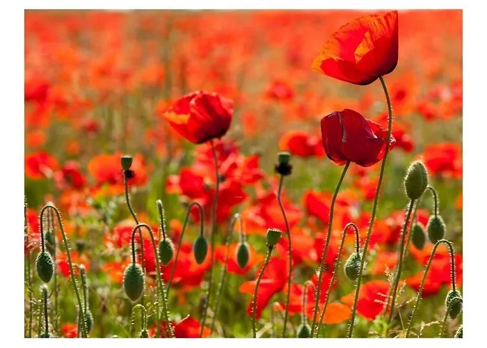 Fehaus Am Walnussbaum Feriehus *